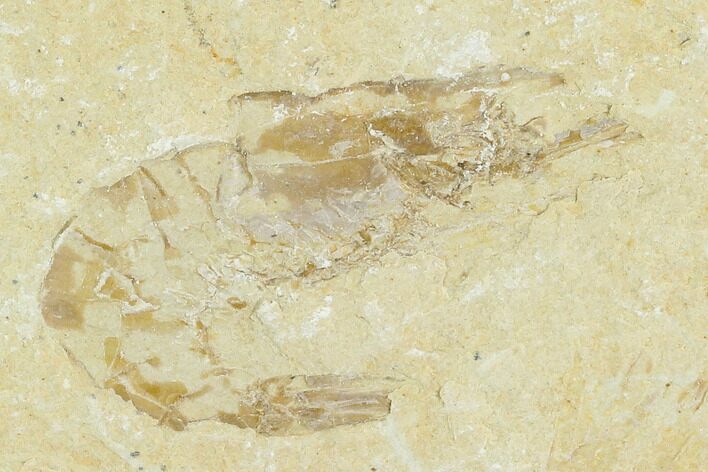 Cretaceous Fossil Shrimp - Lebanon #123950